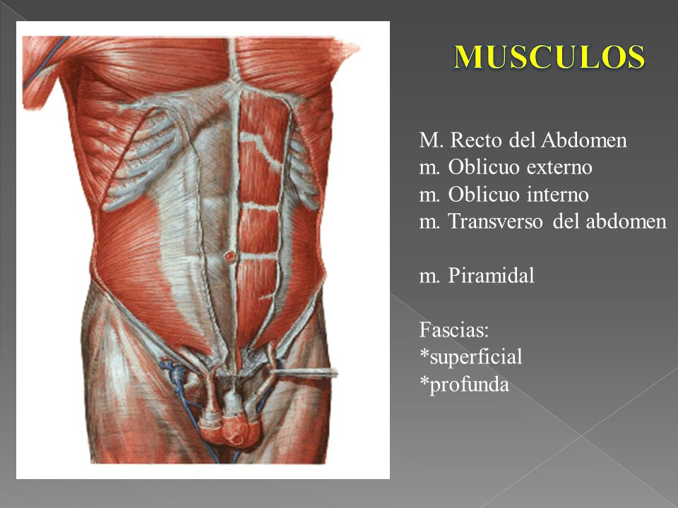 Recto del abdomen y piramidal